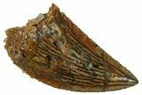 Serrated, Raptor Tooth - Real Dinosaur Tooth #254367-1